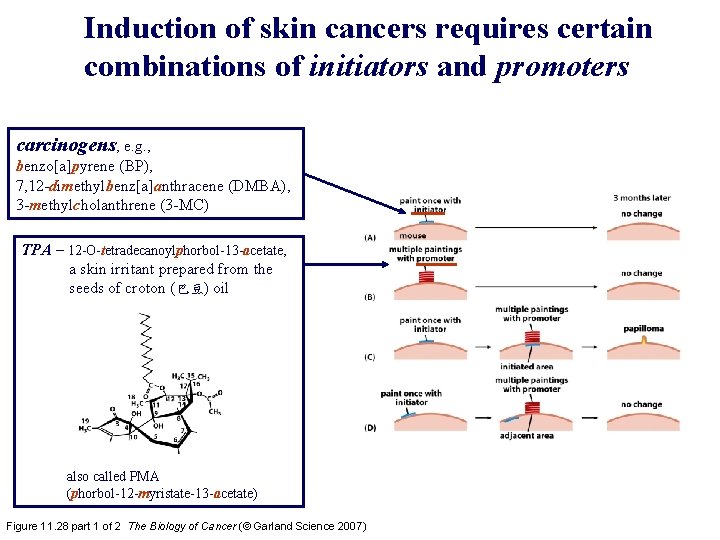 Induction of skin cancers requires certain combinations of initiators and promoters carcinogens, e. g.