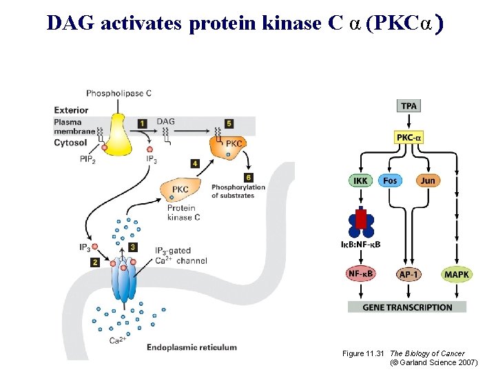 DAG activates protein kinase C α (PKCα ) Figure 11. 31 The Biology of