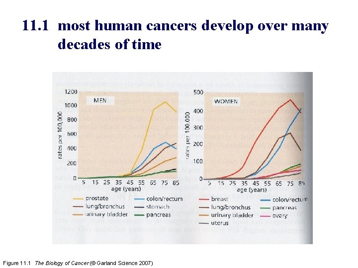 11. 1 most human cancers develop over many decades of time Figure 11. 1
