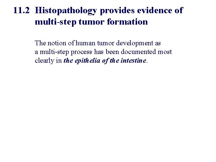 11. 2 Histopathology provides evidence of multi-step tumor formation The notion of human tumor