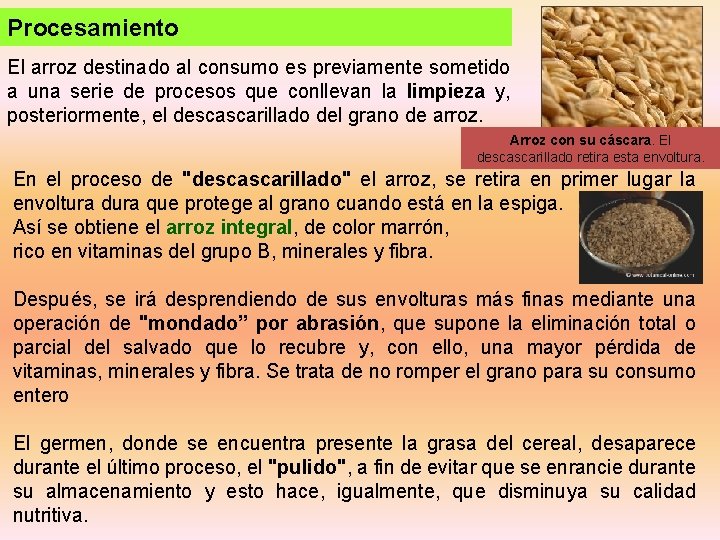 Procesamiento El arroz destinado al consumo es previamente sometido a una serie de procesos