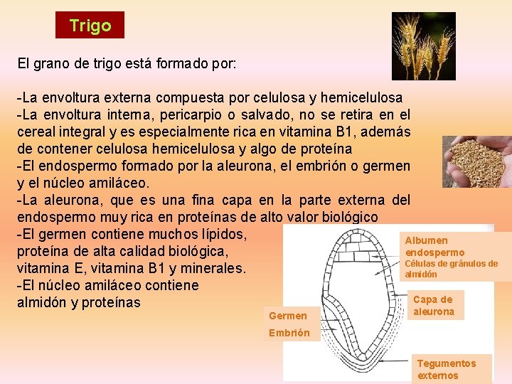 Trigo El grano de trigo está formado por: -La envoltura externa compuesta por celulosa