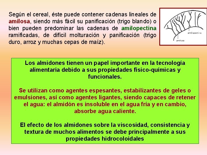 Según el cereal, éste puede contener cadenas lineales de amilosa, siendo más fácil su