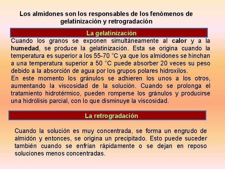 Los almidones son los responsables de los fenómenos de gelatinización y retrogradación La gelatinización