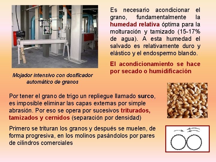 Es necesario acondicionar el grano, fundamentalmente la humedad relativa óptima para la molturación y