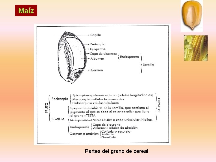 Maíz Partes del grano de cereal 