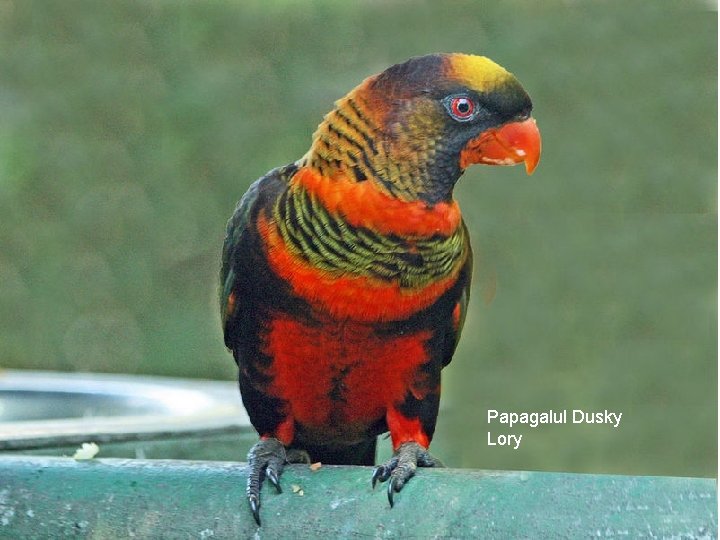 Papagalul Dusky Lory 