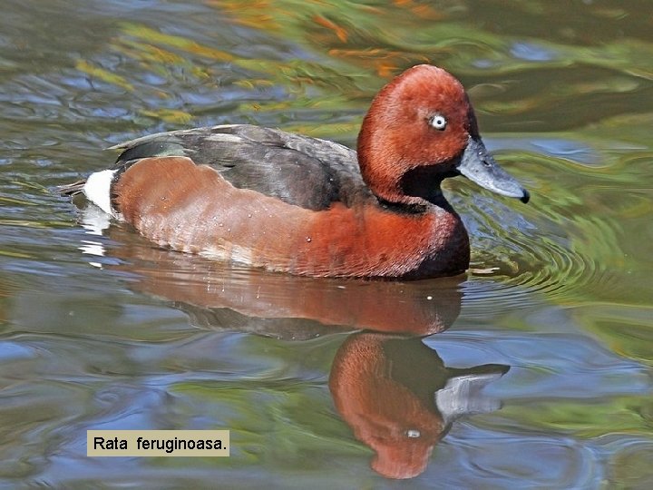 Rata feruginoasa. 