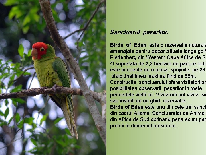 Sanctuarul pasarilor. Birds of Eden este o rezervatie naturala amenajata pentru pasari, situata langa