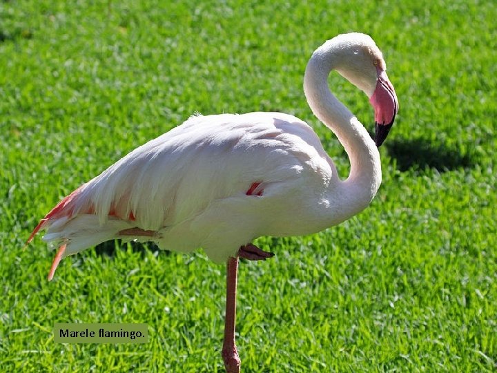 Marele flamingo. 