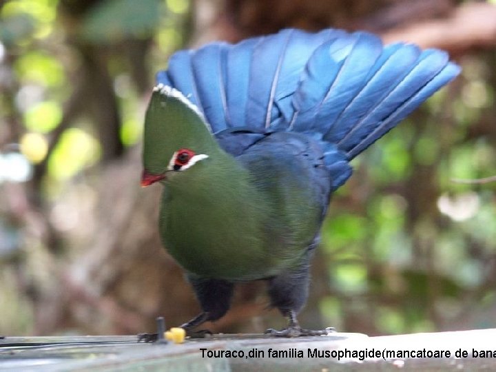 Touraco, din familia Musophagide(mancatoare de bana 