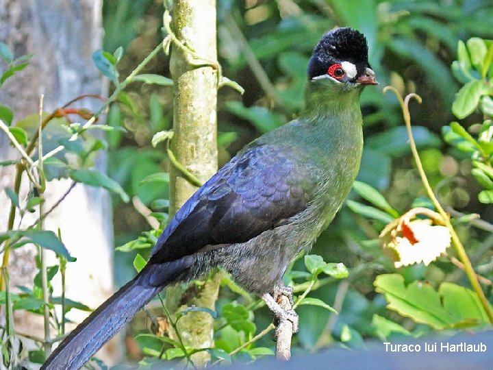 Turaco lui Hartlaub 