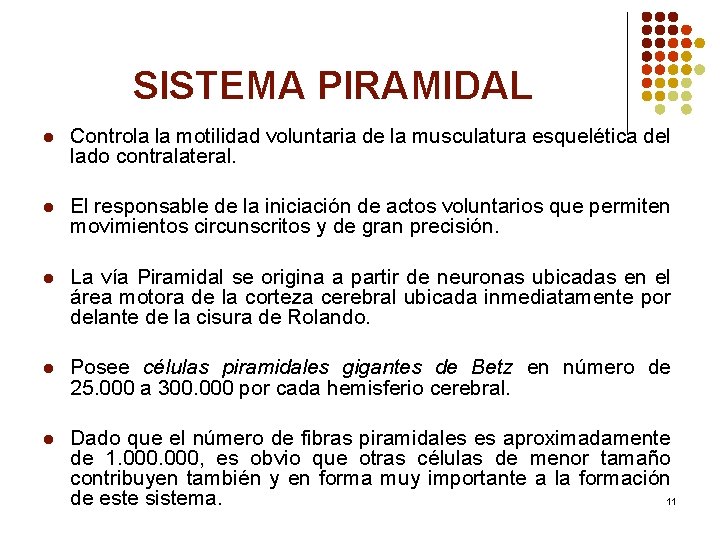 SISTEMA PIRAMIDAL l Controla la motilidad voluntaria de la musculatura esquelética del lado contralateral.