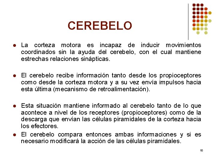 CEREBELO l La corteza motora es incapaz de inducir movimientos coordinados sin la ayuda