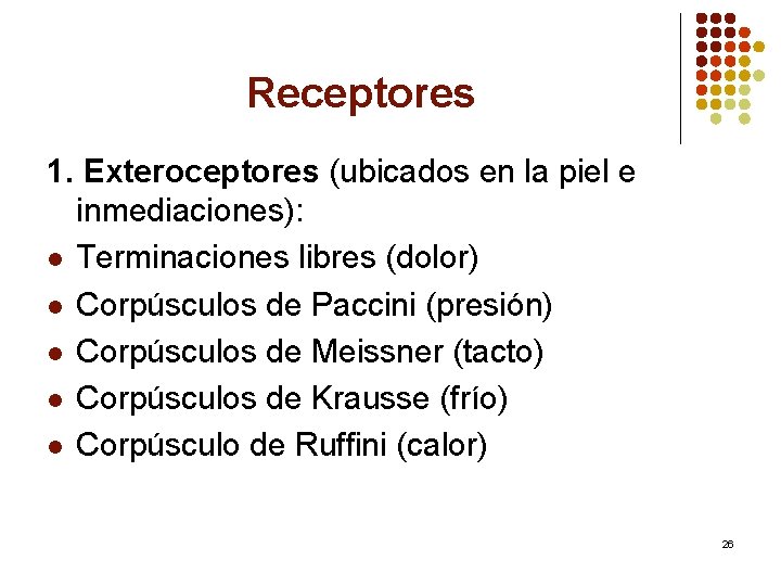 Receptores 1. Exteroceptores (ubicados en la piel e inmediaciones): l Terminaciones libres (dolor) l