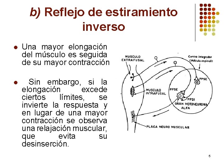 b) Reflejo de estiramiento inverso l Una mayor elongación del músculo es seguida de