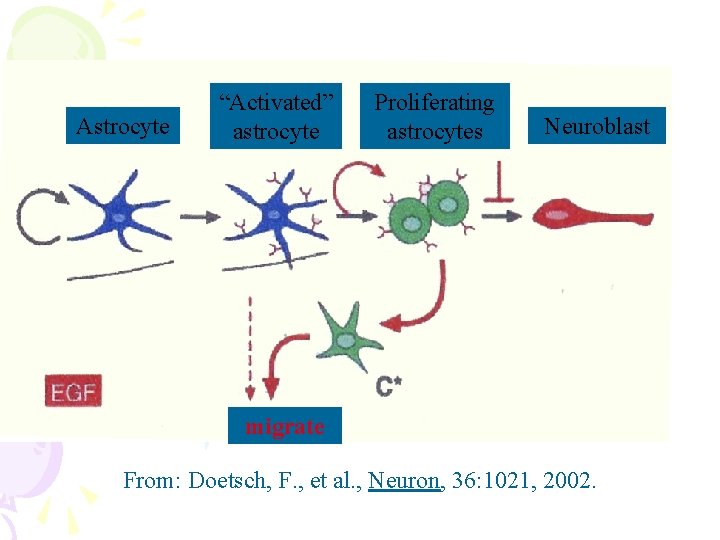 Astrocyte “Activated” astrocyte Proliferating astrocytes Neuroblast migrate From: Doetsch, F. , et al. ,
