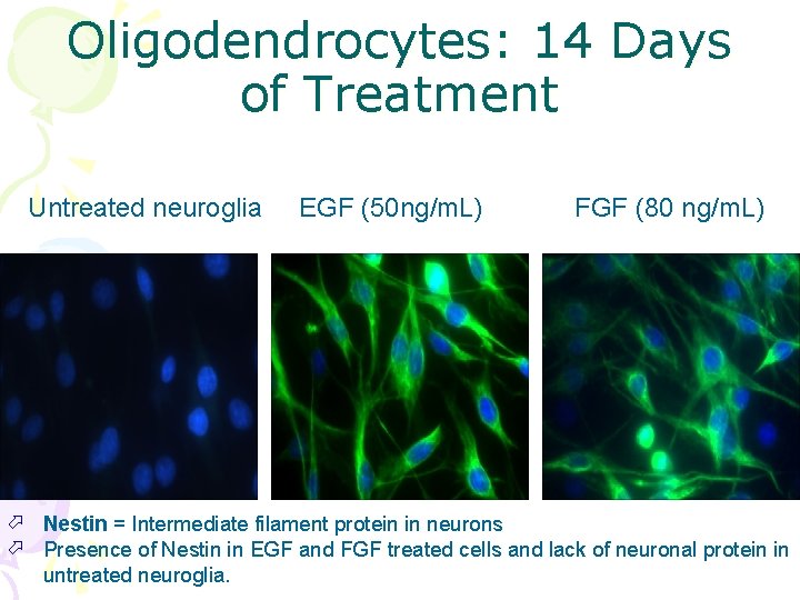 Oligodendrocytes: 14 Days of Treatment Untreated neuroglia EGF (50 ng/m. L) FGF (80 ng/m.