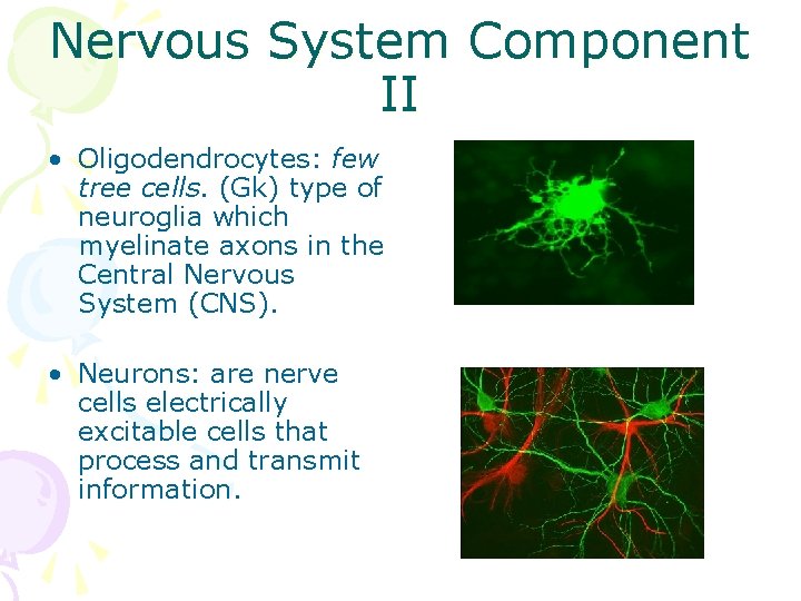 Nervous System Component II • Oligodendrocytes: few tree cells. (Gk) type of neuroglia which