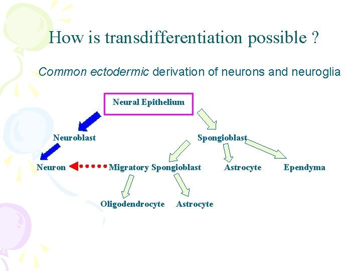 How is transdifferentiation possible ? Common ectodermic derivation of neurons and neuroglia Neural Epithelium