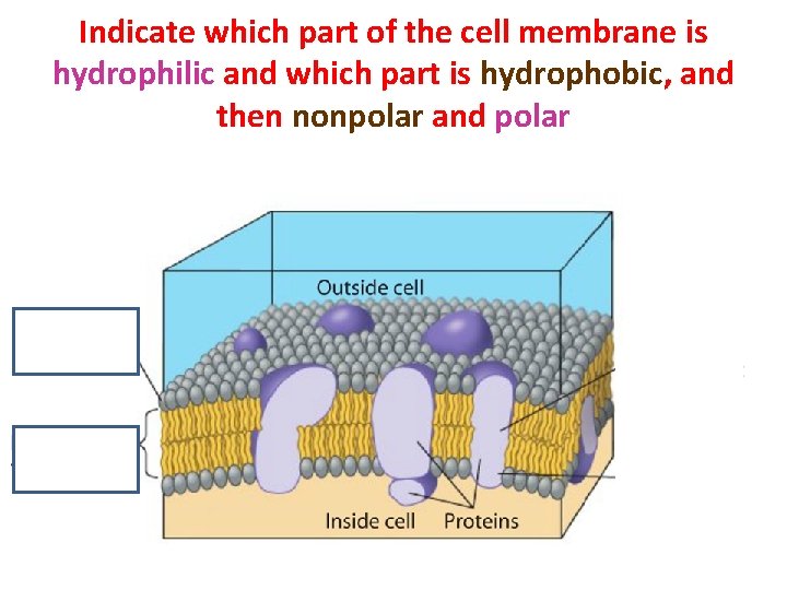 Indicate which part of the cell membrane is hydrophilic and which part is hydrophobic,