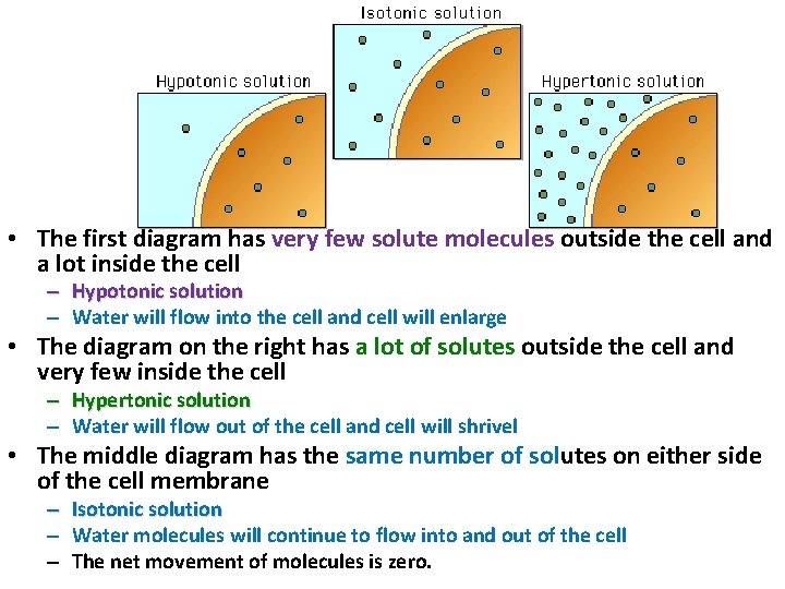  • The first diagram has very few solute molecules outside the cell and