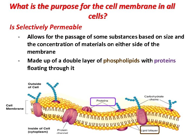 What is the purpose for the cell membrane in all cells? Is Selectively Permeable