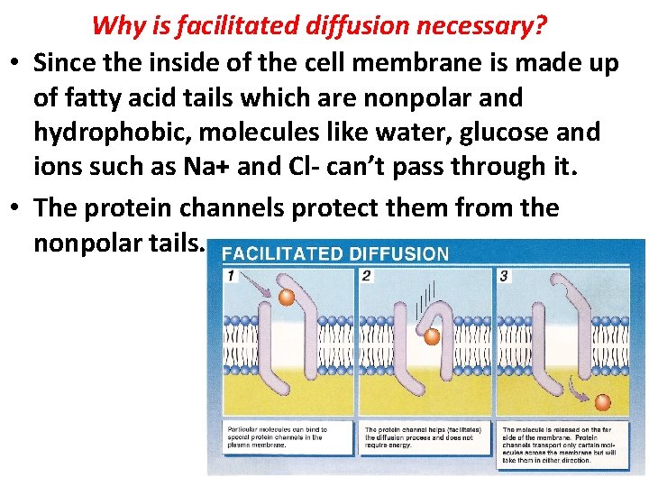 Why is facilitated diffusion necessary? • Since the inside of the cell membrane is