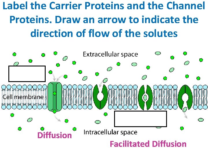 Label the Carrier Proteins and the Channel Proteins. Draw an arrow to indicate the