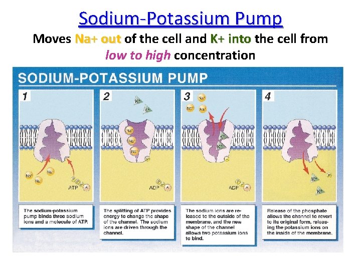 Sodium-Potassium Pump Moves Na+ out of the cell and K+ into the cell from
