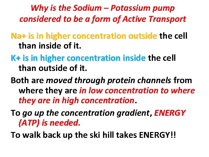 Why is the Sodium – Potassium pump considered to be a form of Active