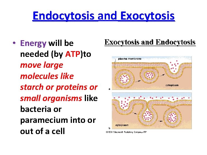 Endocytosis and Exocytosis • Energy will be needed (by ATP)to move large molecules like