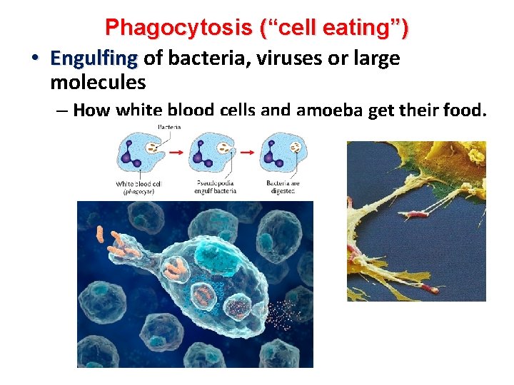 Phagocytosis (“cell eating”) • Engulfing of bacteria, viruses or large molecules – How white