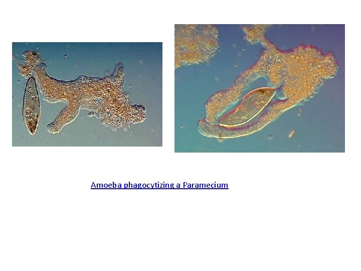 Amoeba phagocytizing a Paramecium 