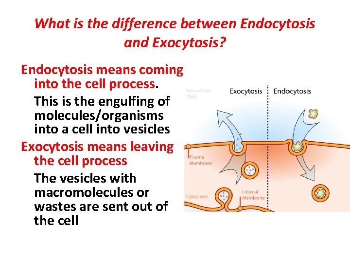 What is the difference between Endocytosis and Exocytosis? Endocytosis means coming into the cell