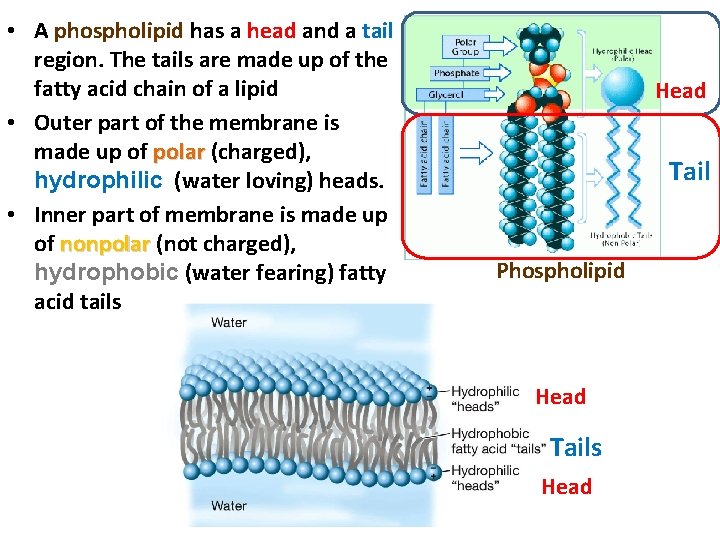 • A phospholipid has a head and a tail region. The tails are
