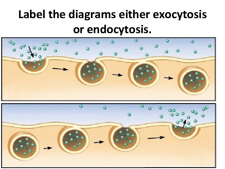 Label the diagrams either exocytosis or endocytosis. 