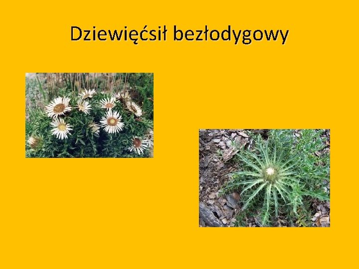 Dziewięćsił bezłodygowy 