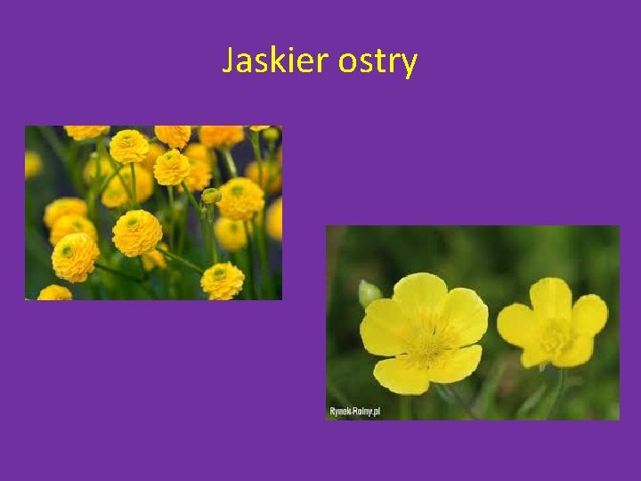 Jaskier ostry 