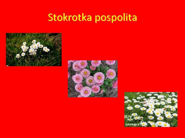 Stokrotka pospolita 