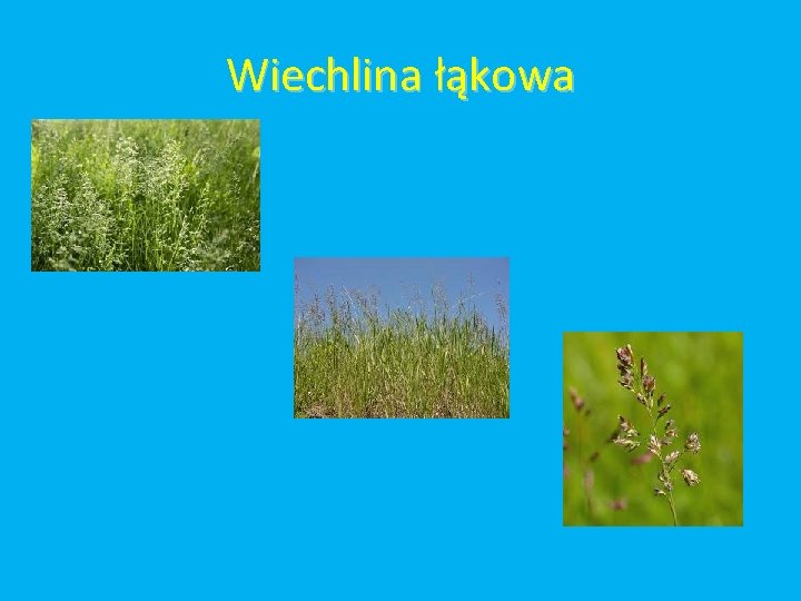 Wiechlina łąkowa 