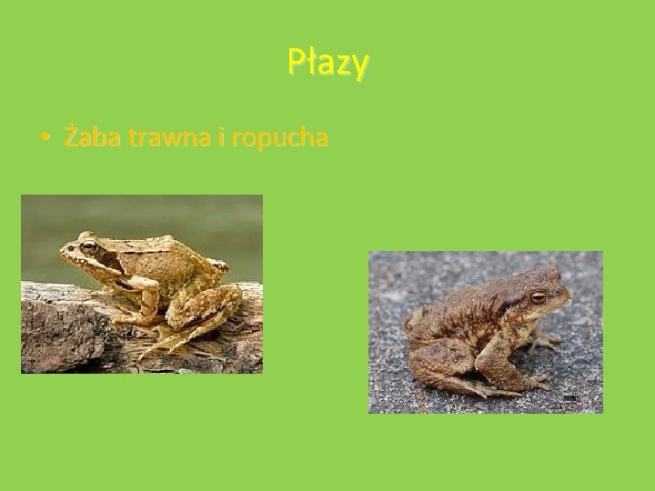 Płazy • Żaba trawna i ropucha 