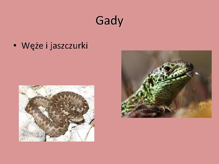 Gady • Węże i jaszczurki 