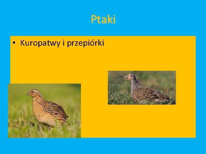 Ptaki • Kuropatwy i przepiórki 