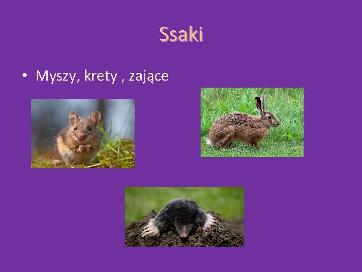 Ssaki • Myszy, krety , zające 