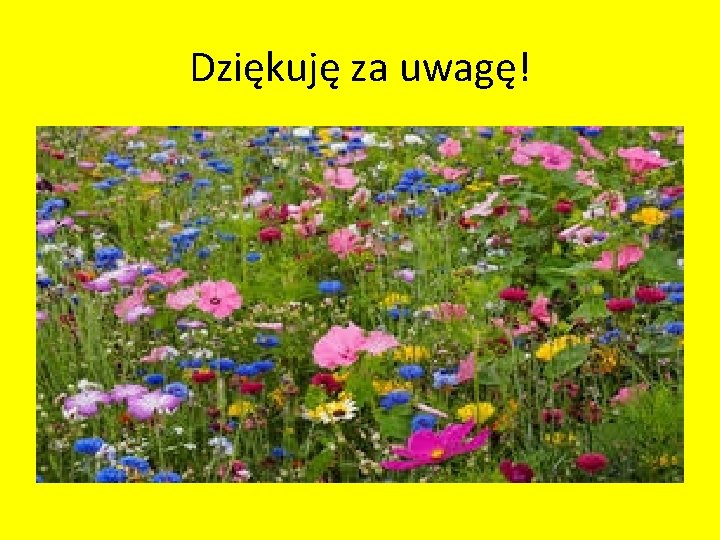 Dziękuję za uwagę! 