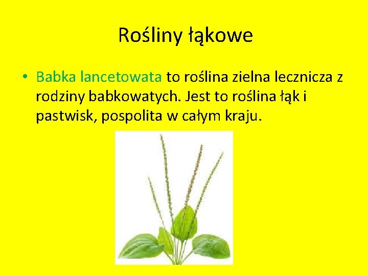 Rośliny łąkowe • Babka lancetowata to roślina zielna lecznicza z rodziny babkowatych. Jest to