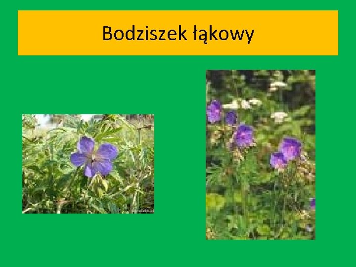 Bodziszek łąkowy 