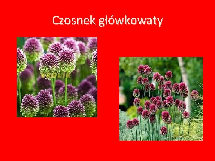 Czosnek główkowaty 