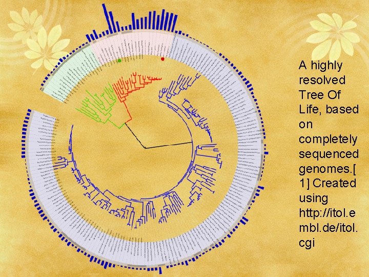 A highly resolved Tree Of Life, based on completely sequenced genomes. [ 1] Created